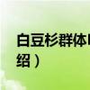 白豆杉群体HS02（关于白豆杉群体HS02介绍）