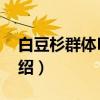 白豆杉群体HS01（关于白豆杉群体HS01介绍）
