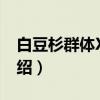 白豆杉群体XH01（关于白豆杉群体XH01介绍）