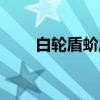 白轮盾蚧属(关于白轮盾蚧属介绍) 白轮盾蚧属(关于白轮盾蚧属介绍)