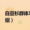 白豆杉群体XH02（关于白豆杉群体XH02介绍）
