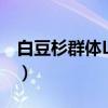 白豆杉群体LY02（关于白豆杉群体LY02介绍）