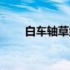 白车轴草组（关于白车轴草组介绍）