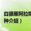 白额雁阿拉斯加亚种（关于白额雁阿拉斯加亚种介绍）
