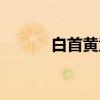 白首黄童（关于白首黄童介绍）