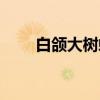 白颌大树蛙（关于白颌大树蛙介绍）