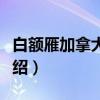 白额雁加拿大亚种（关于白额雁加拿大亚种介绍）