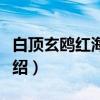 白顶玄鸥红海亚种（关于白顶玄鸥红海亚种介绍）