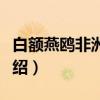 白额燕鸥非洲亚种（关于白额燕鸥非洲亚种介绍）