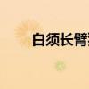白须长臂猿（关于白须长臂猿介绍）
