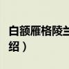 白额雁格陵兰亚种（关于白额雁格陵兰亚种介绍）