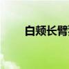 白颊长臂猿（关于白颊长臂猿介绍）