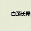 白颈长尾雉（关于白颈长尾雉介绍）