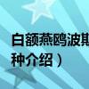 白额燕鸥波斯湾亚种(关于白额燕鸥波斯湾亚种介绍) 白额燕鸥波斯湾亚种(关于白额燕鸥波斯湾亚种介绍)