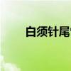 白须针尾雀（关于白须针尾雀介绍）