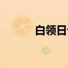 白领日记（关于白领日记介绍）