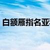 白额雁指名亚种（关于白额雁指名亚种介绍）