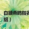 白额燕鸥指名亚种（关于白额燕鸥指名亚种介绍）