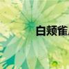 白颊雀鹰（关于白颊雀鹰介绍）