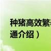 种猪高效繁养7日通（关于种猪高效繁养7日通介绍）