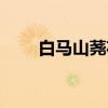 白马山荛花（关于白马山荛花介绍）