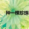 种一棵珍珠树（关于种一棵珍珠树介绍）