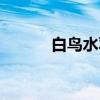 白鸟水羽（关于白鸟水羽介绍）