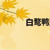 白鹜鸭蛋(关于白鹜鸭蛋介绍) 白鹜鸭蛋(关于白鹜鸭蛋介绍)