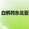 白鹡鸰东北亚种（关于白鹡鸰东北亚种介绍）