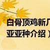 白骨顶鸡新几内亚亚种（关于白骨顶鸡新几内亚亚种介绍）