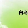 白鸟樱（关于白鸟樱介绍）
