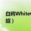 白鸦WhiteCrow（关于白鸦WhiteCrow介绍）