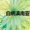 白鹇滇南亚种(关于白鹇滇南亚种介绍) 白鹇滇南亚种(关于白鹇滇南亚种介绍)