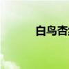 白鸟杏纯（关于白鸟杏纯介绍）