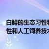白鲟的生态习性和人工饲养技术的研究（关于白鲟的生态习性和人工饲养技术的研究介绍）