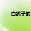 白鸽子的梦（关于白鸽子的梦介绍）