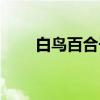 白鸟百合子（关于白鸟百合子介绍）