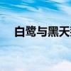 白鹭与黑天鹅（关于白鹭与黑天鹅介绍）