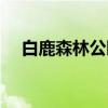 白鹿森林公园（关于白鹿森林公园介绍）