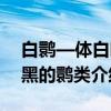 白鹮—体白嘴黑的鹮类（关于白鹮—体白嘴黑的鹮类介绍）