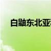 白鼬东北亚种（关于白鼬东北亚种介绍）