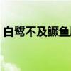 白鹭不及鳜鱼肥（关于白鹭不及鳜鱼肥介绍）