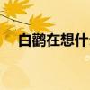 白鹳在想什么（关于白鹳在想什么介绍）