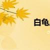 白龟庙（关于白龟庙介绍）