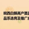 皖西白鹅高产蛋品系选育及推广应用（关于皖西白鹅高产蛋品系选育及推广应用介绍）