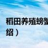稻田养殖螃蟹技术（关于稻田养殖螃蟹技术介绍）