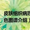 皮肤组织病理彩色图谱（关于皮肤组织病理彩色图谱介绍）