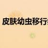 皮肤幼虫移行症（关于皮肤幼虫移行症介绍）