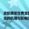 皮胶原发生黄变的机理与影响因素研究（关于皮胶原发生黄变的机理与影响因素研究介绍）
