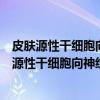 皮肤源性干细胞向神经细胞分化调控机制的研究（关于皮肤源性干细胞向神经细胞分化调控机制的研究介绍）